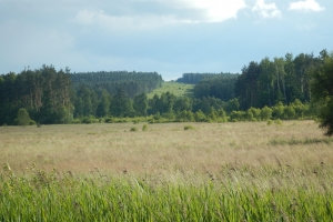 Łąki w dolinie rzeki Oleśnicy, pas pod drogę S-7
