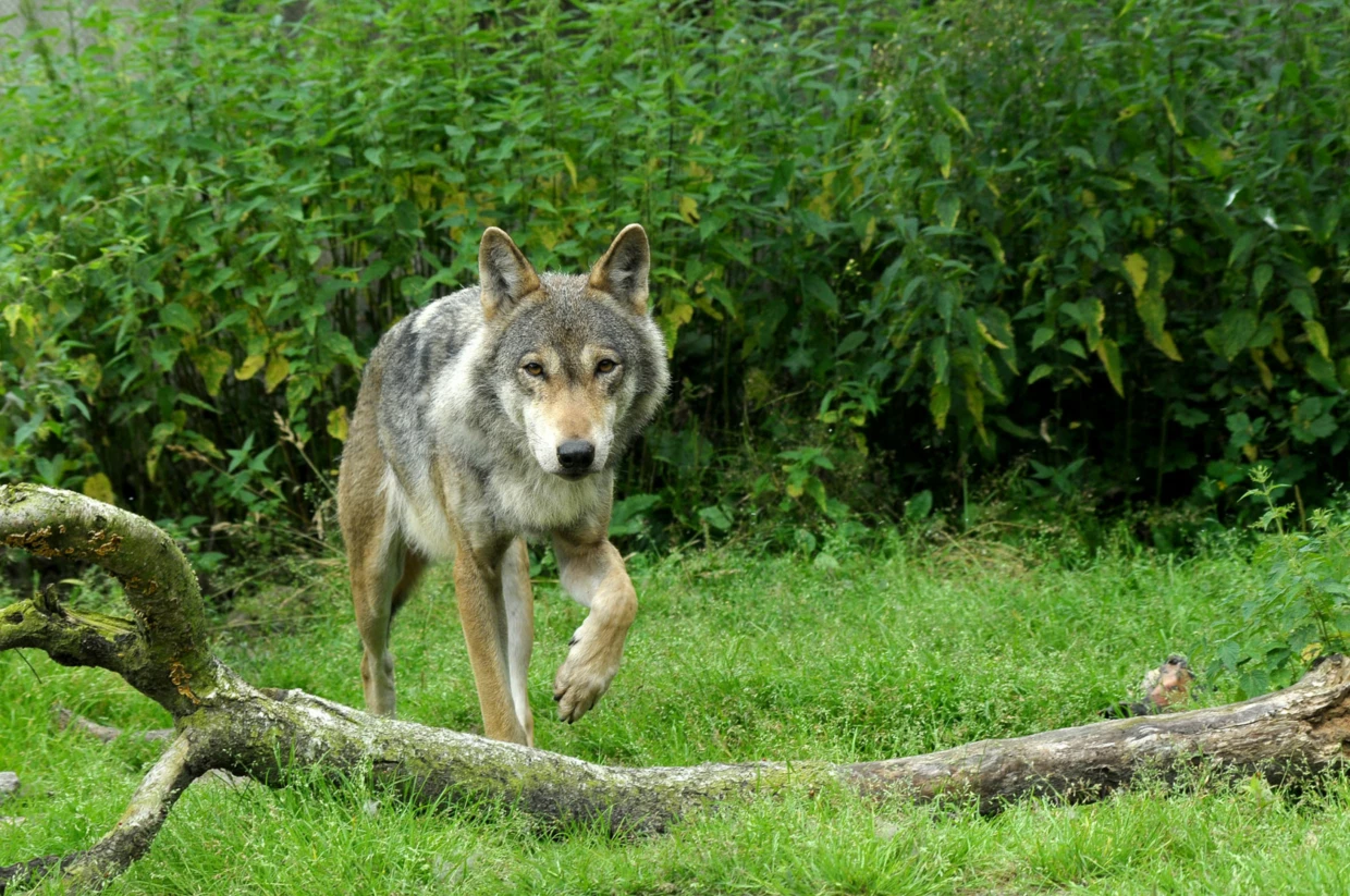 
Ochrona korytarzy ekologicznych o znaczeniu kontynentalnym odgrywa kluczową rolę w ochronie populacji wilka w skali europejskiej. Fot. Jacek Więckowski
