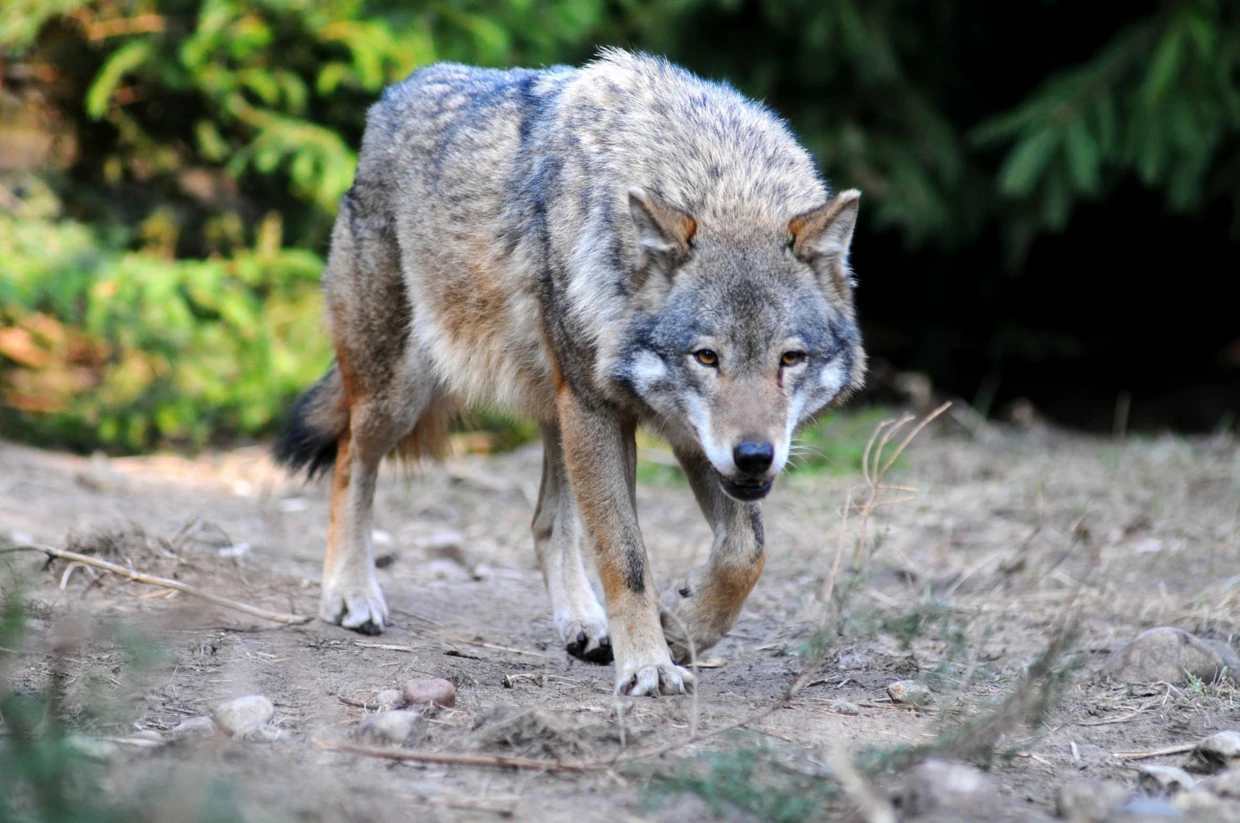 
W ochronie populacji wilka w skali krajowej szczególną rolę odgrywa Korytarz Północny i Korytarz Karpacki – oba łączą najcenniejsze obszary siedliskowe dla dużych drapieżników. Fot. Jacek Więckowski
