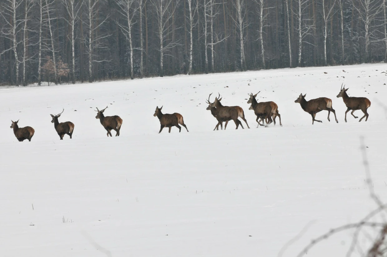 Jeleń przemieszcza się intensywnie w cyklu dobowym oraz sezonowym, wykorzystując tradycyjne, utrwalone szlaki migracji. Jest gatunkiem typowo leśnym, dla którego rozległe tereny otwarte stanowią bariery migracyjne. Fot. Jacek Więckowski