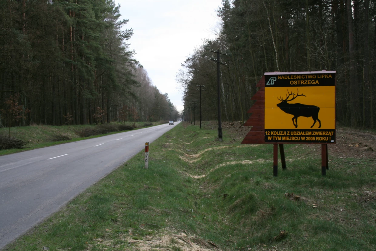 Przejścia dla zwierząt po powierzchni drogi to typowe rozwiązanie dla dróg bez ogrodzeń – zastosowanie specjalnego, niestandardowego oznakowania zwiększa bezpieczeństwo zwierząt i użytkowników dróg. Fot. Rafał T. Kurek