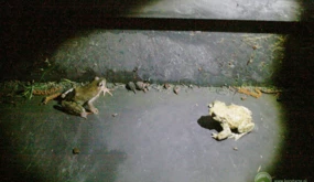 Żaba brunatna i młoda ropucha szara migrujące w okresie wczesnej wiosny do zbiorników rozrodczych...