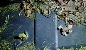 Żaba zielona i młoda ropucha szara w okresie migracji – oba gatunki preferują inne siedliska rozrodcze,...