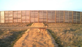 Sarna – jak widać, ten osobnik nie ma problemów z pozowaniem