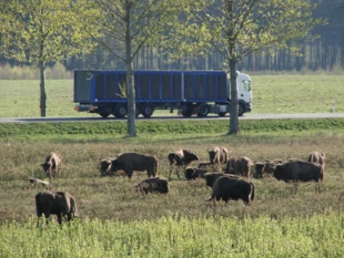 Wyspowe rozmieszczenie żubra w Polsce powoduje, że liczba kolizji siedlisk z siecią drogową jest stosunkowo mała, jednak są one niezwykle istotne dla utrzymania i rozwoju żywotnej populacji w skali kraju – np. kolizja z drogą krajową DK10. Fot. Jacek Więckowski