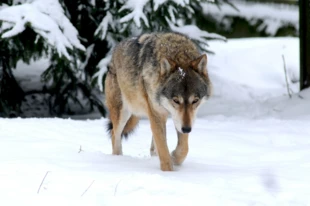 Wilk to gatunek o bardzo dużym zasięgu i dynamice przemieszczania się, przez co jest szczególnie zagrożony negatywnym oddziaływaniem barier ekologicznych wynikających z rozbudowy sieci dróg szybkiego ruchu. Fot. Jacek Więckowski