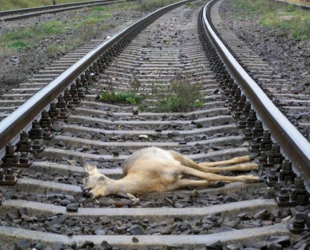 Sarna jest silnie zagrożona kolizjami także na liniach kolejowych – większość linii w Polsce przecina siedliska i szlaki dobowych migracji saren. Fot. Rafał T. Kurek