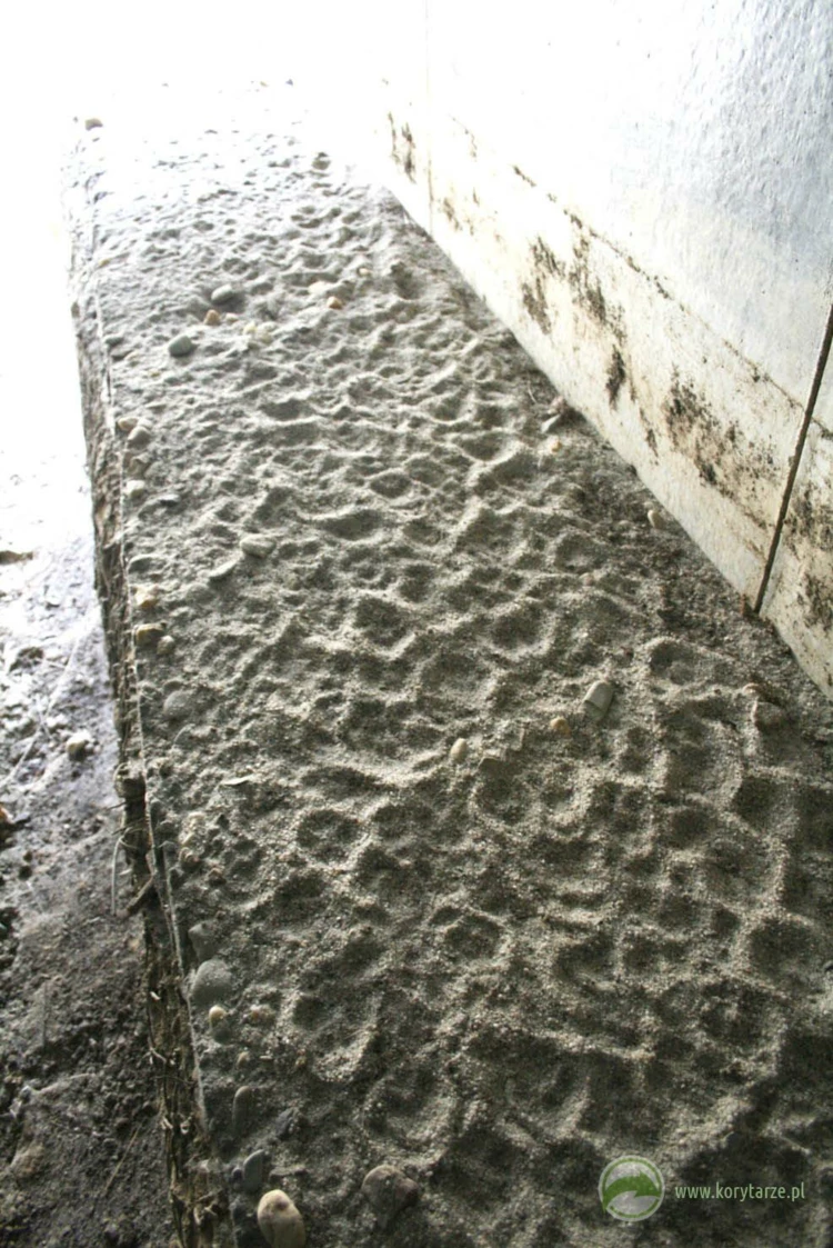 Liczne tropy lisów na dolnym przejściu dla zwierząt. Lis to gatunek najczęściej obserwowany na wszystkich...