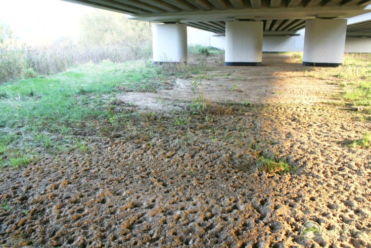 Liczne tropy kopytnych na dużym przejściu dolnym na przebiegu lokalnego szlaku migracji