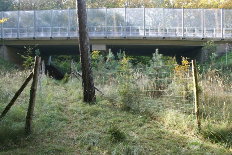 Tropy lisów, zajęcy i saren na dużym przejściu dolnym – pas piaszczysty wykorzystywany jest w monitoringu...