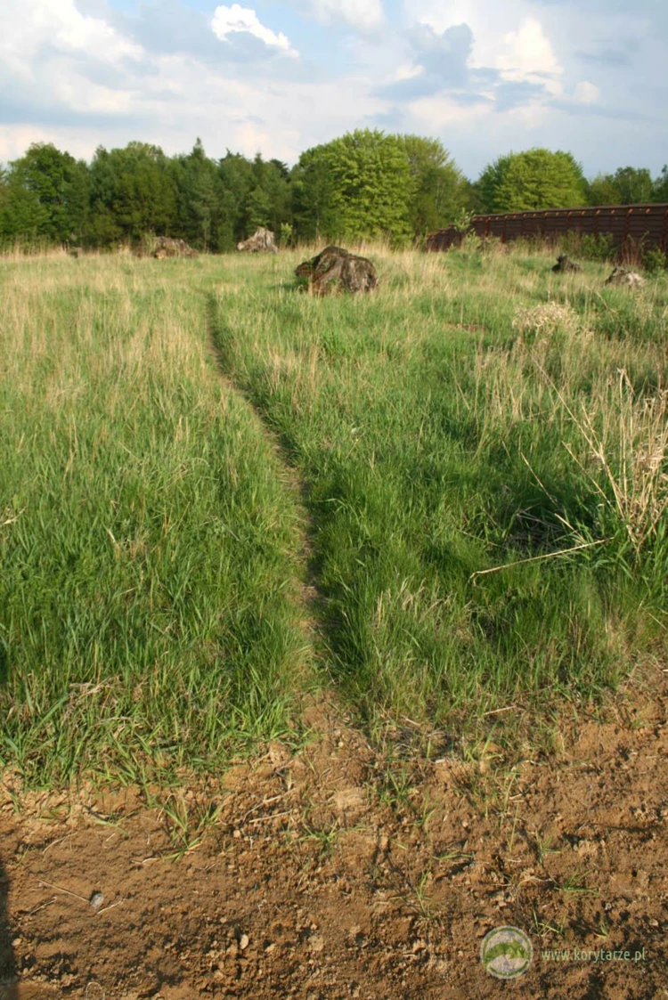 Szlaki migracyjne jeleni i dzików na powierzchni przejścia górnego – budowa przejścia umożliwiła...