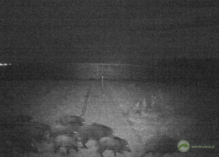 Dziki – żerują głównie o zmierzchu i nocą, lecz niejednokrotnie można je spotkać również w...