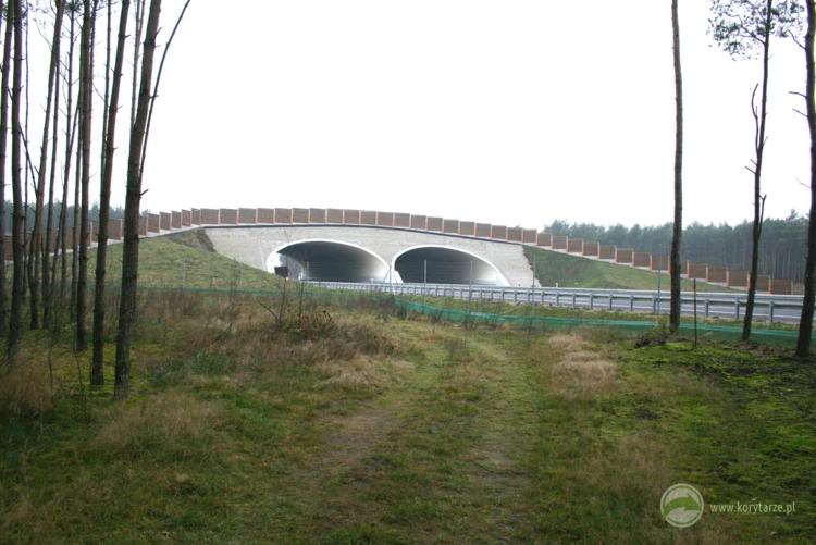 67-Dwa bliźniacze przejścia duże nad drogą ekspresową S-8: odcinek: Kępno-Walichnowy. Fot. Rafał...