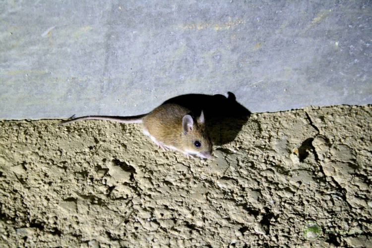 Mysz polna migrująca na półce przepustu pod autostradą. Gryzonie często wykorzystują suche półki,...
