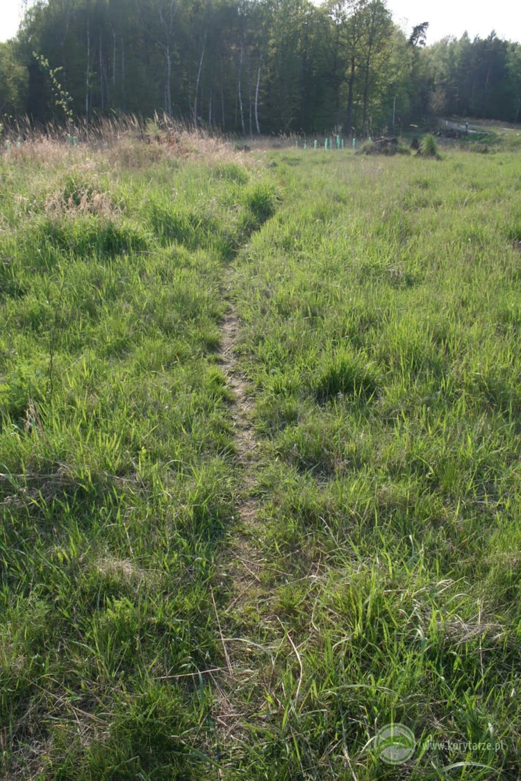 Szlaki migracyjne jeleni i dzików na powierzchni przejścia górnego – budowa przejścia umożliwiła...