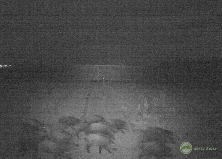 Dziki – w skład watahy składającej się z kilkunastu osobników wchodzą: młode z jednego i/lub...
