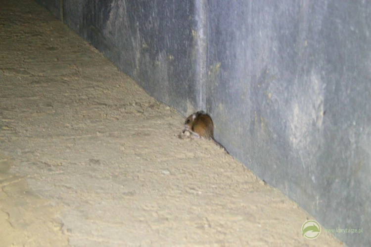 Mysz polna migrująca na półce przepustu pod autostradą. Gryzonie często wykorzystują suche półki,...