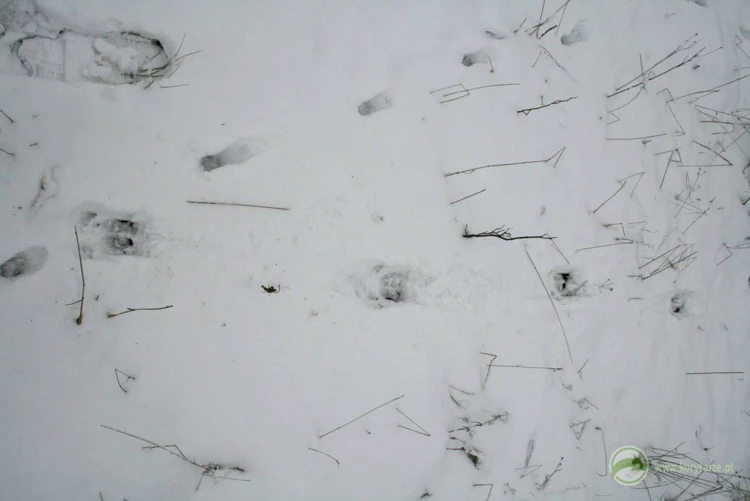 Zimowe tropy dzików i saren na powierzchni przejścia górnego – korzystna pokrywa śnieżna ułatwia...