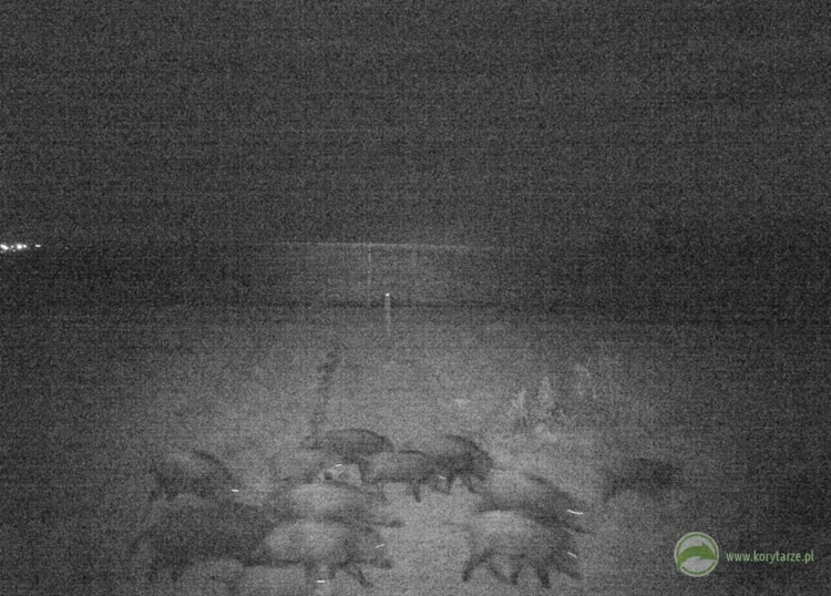 Dziki – w skład watahy składającej się z kilkunastu osobników wchodzą: młode z jednego i/lub...