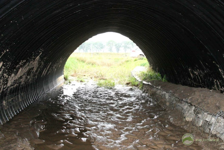Liczne tropy małych zwierząt w przepuście – w przypadku przejść okresowo zalewanych, zwierzęta...