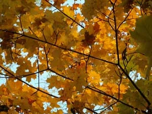 Lokalny szlak migracji dzików wzdłuż koryta cieku na przejściu dolnym – przecięcie pasa piaszczystego...