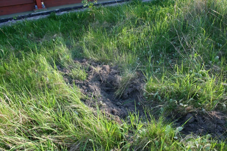 Ślady buchtowania dzików na powierzchni przejścia górnego – buchtowanie świadczy o akceptacji przejścia przez dziki