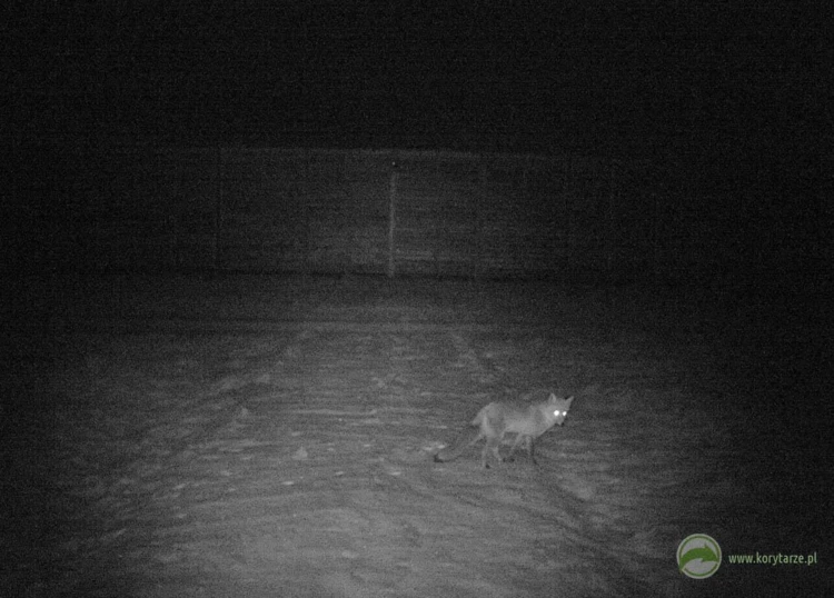 Lis – u bardziej ciekawskich i odważnych gatunków fotopułapki potrafią budzić nawet ciekawość...