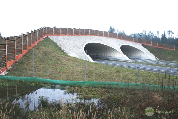 70-Dwa bliźniacze przejścia duże nad drogą ekspresową S-8: odcinek: Kępno-Walichnowy. Fot. Rafał...