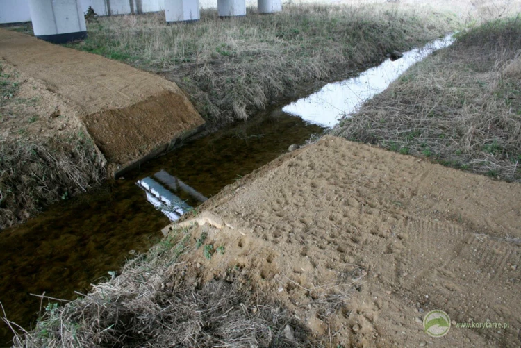 Lokalny szlak migracji dzików wzdłuż koryta cieku na przejściu dolnym – przecięcie pasa piaszczystego...