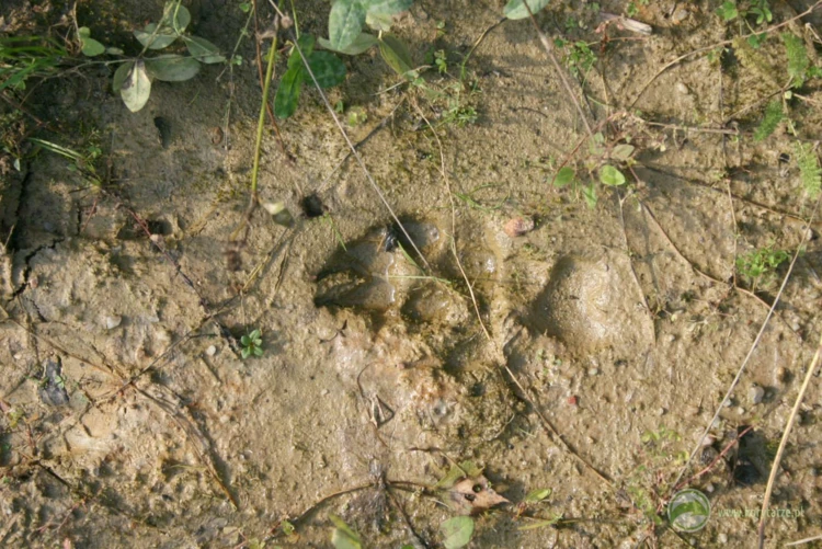 Trop wilka na powierzchni dużego przejścia dolnego. Wilki stosunkowo często korzystają z przejść...