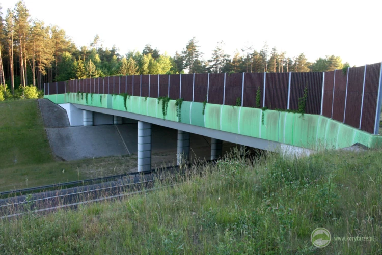 46-Przejścia dla dużych zwierząt nad drogami 1-jezdniowymi to obecnie rzadkość w Polsce – jeden...