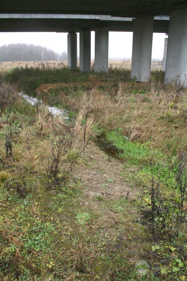 Szlak migracyjny dzików w poprzek koryta cieku na powierzchni przejścia dolnego – pozostawianie skarp...