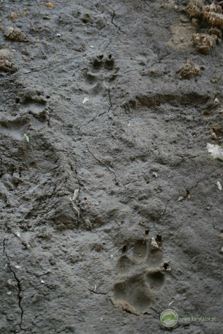 Trop wilka na powierzchni dużego przejścia dolnego. Wilki stosunkowo często korzystają z przejść...