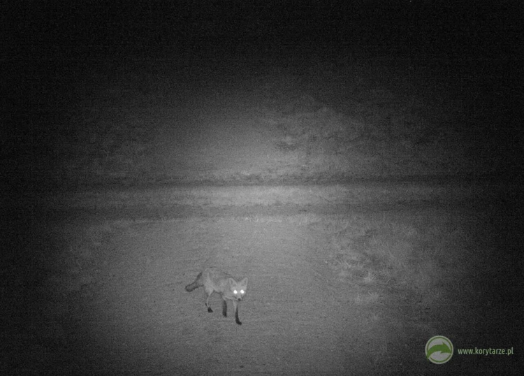 Lis – u bardziej ciekawskich i odważnych gatunków fotopułapki potrafią budzić nawet ciekawość...