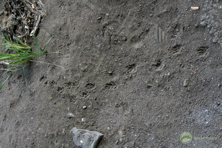 Tropy jeża na powierzchni przejścia dolnego – wyniki monitoringu wskazują, że gatunek wykorzystuje...