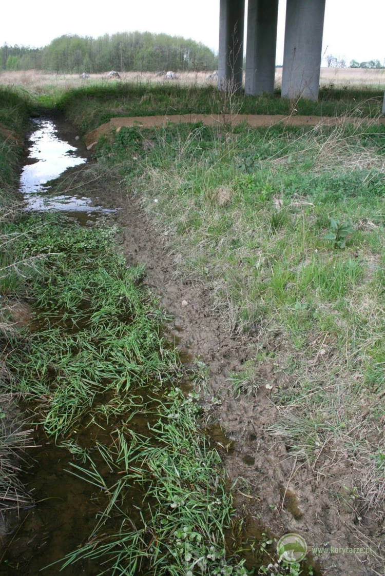 Szlak migracyjny dzików w poprzek koryta cieku na powierzchni przejścia dolnego – pozostawianie skarp...