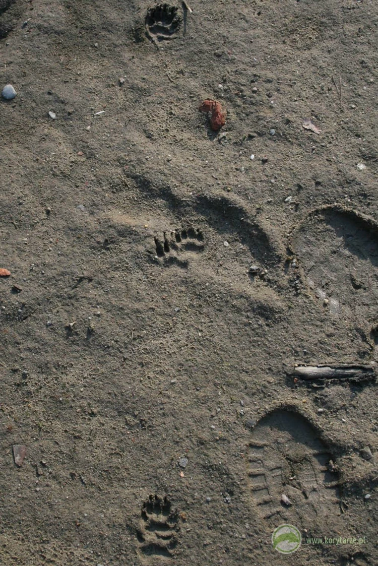 Trop borsuka na powierzchni przejścia dolnego – gatunek często wykorzystuje przejścia dolne zlokalizowane...