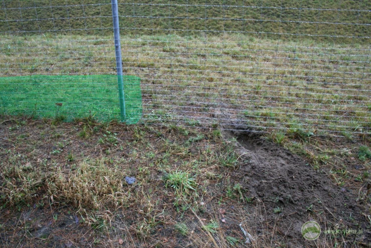 Podkop lisa pod ogrodzeniem autostradowym – często obserwowany przypadek, gdy siatka ogrodzenia nie...