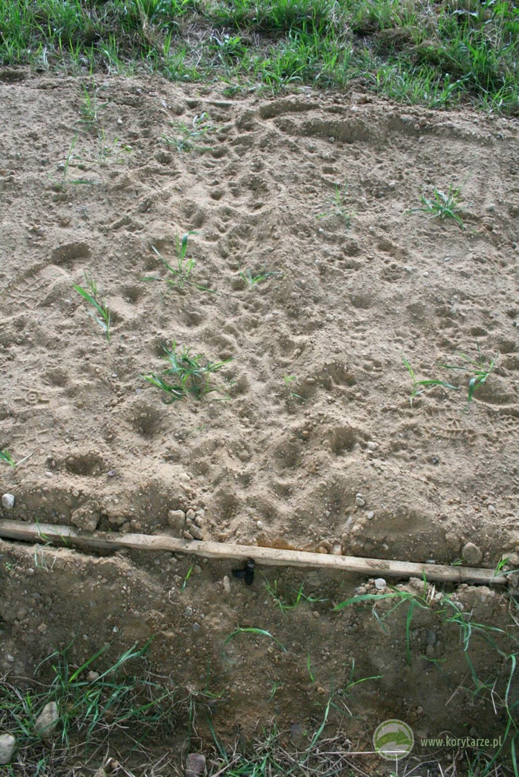 Szlak migracyjny dzików na dużym przejściu dolnym użytkowany regularnie przez lokalne osobniki, w...