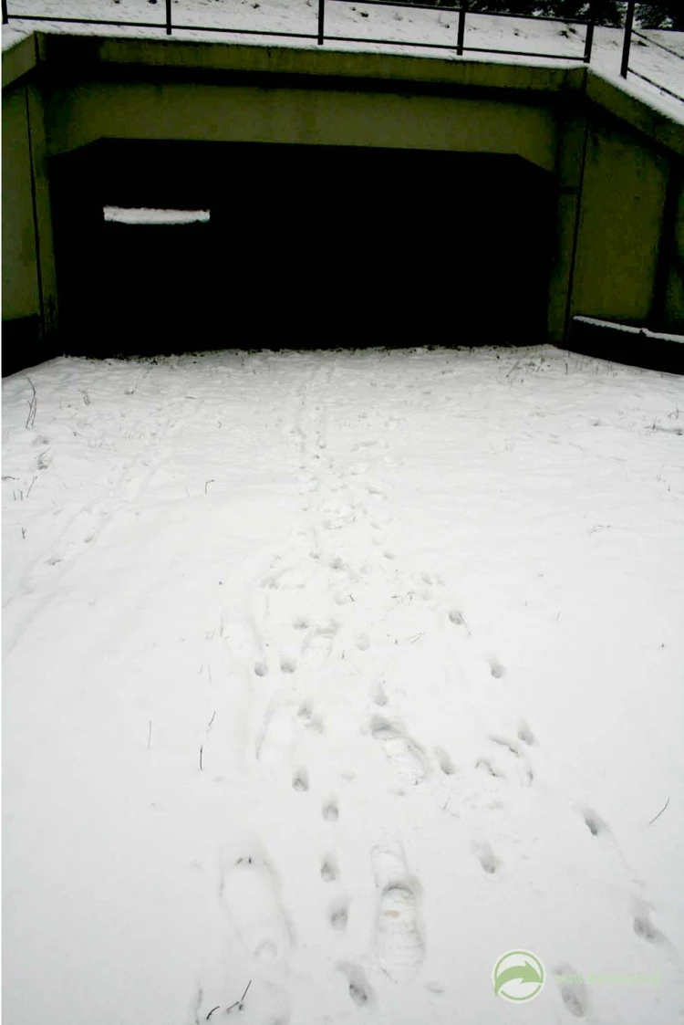 Zimowe tropy dzików prowadzące w kierunku średniego przejścia dolnego – lokalne osobniki korzystają...