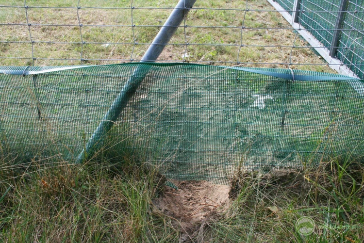 Podkop lisa pod ogrodzeniem autostradowym – często obserwowany przypadek, gdy siatka ogrodzenia nie...
