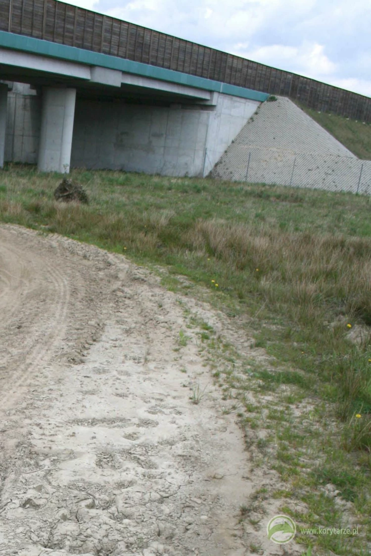 Tropy jeleni zmierzające w kierunku dużego przejścia dolnego