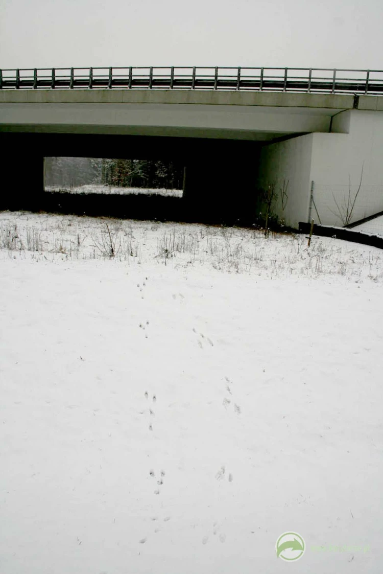 Zimowe tropy zająca w kierunku średniego przejścia dolnego