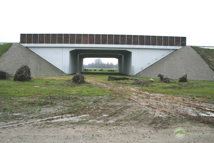 104-Przejścia dolne dla średnich zwierząt w ciągu drogi ekspresowej S-8, odcinek: Syców-Kępno