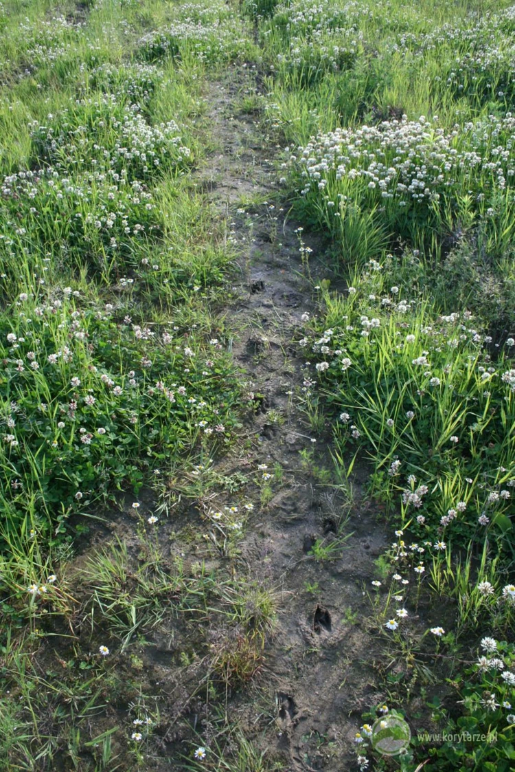 Tropy jeleni zmierzające w kierunku dużego przejścia dolnego