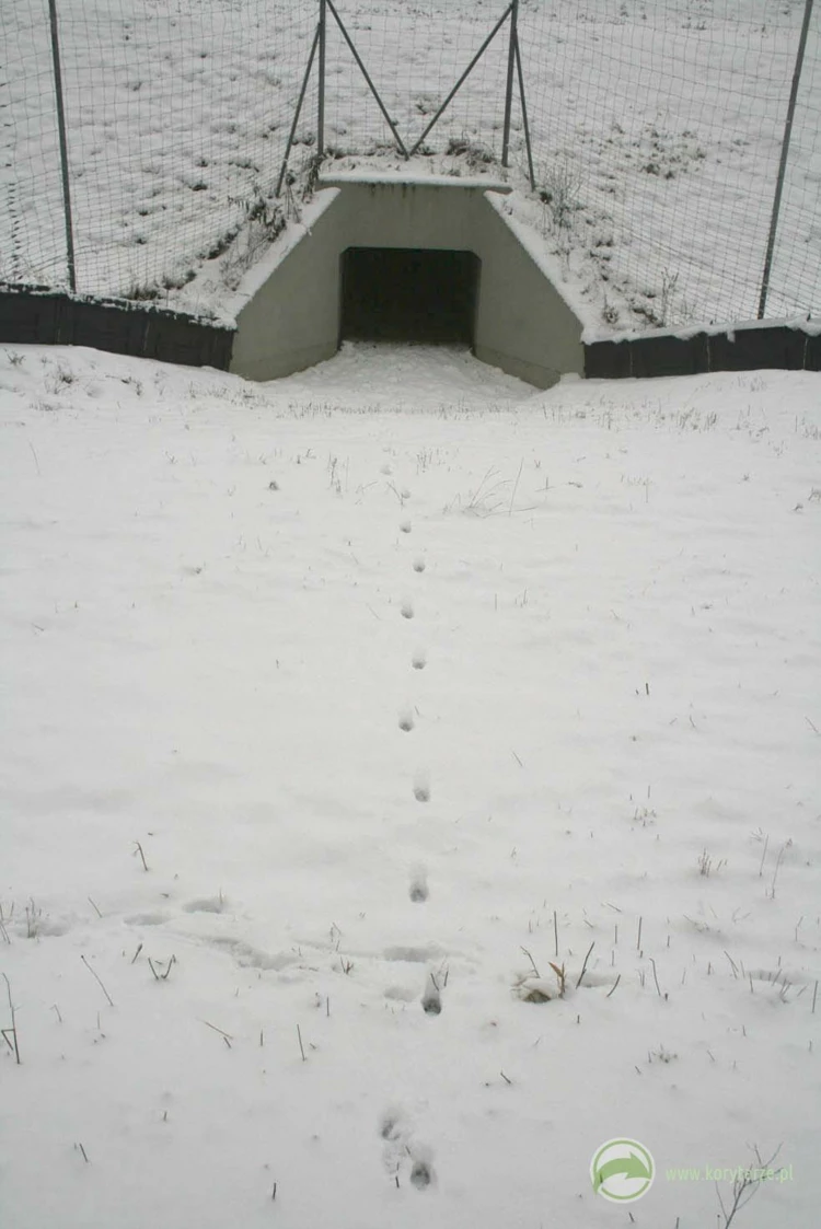 Zimowy trop lisa zmierzającego do przepustu – pokrywa śnieżna ułatwia tropienie zwierząt, które...