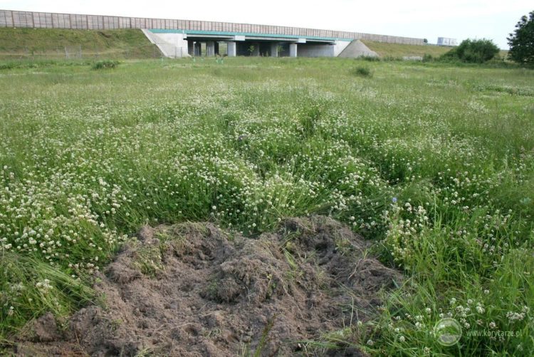 Ślady buchtowania dzików w otoczeniu dużego przejścia dolnego