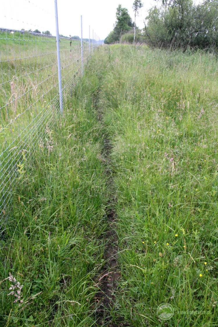 Ścieżka wydeptana przez ssaki kopytne wzdłuż ogrodzeń ochronnych, świadczy zwykle o przerwaniu przez drogę lokalnego szlaku migracji danego gatunku