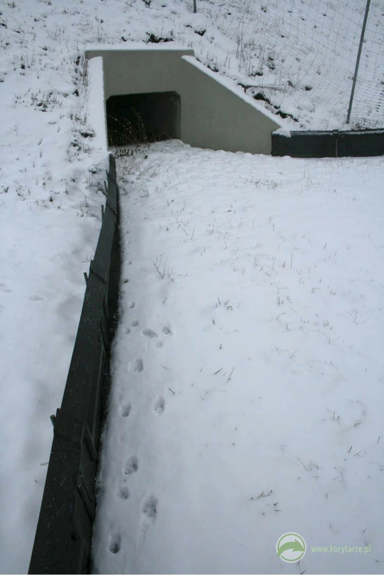 Zimowy trop lisa zmierzającego do przepustu – pokrywa śnieżna ułatwia tropienie zwierząt, które...