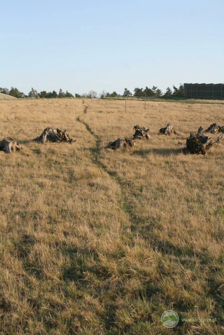Ścieżka użytkowana przez stado jeleni na powierzchni przejścia górnego – w przypadku dobrze zlokalizowanych...